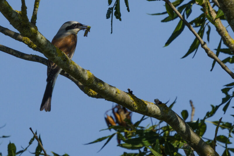 Pie grièche écorcheur mâle avec une sauterelle dans le bec